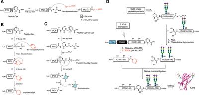 Post-translational activation of the C-terminus of polypeptides for the synthesis of peptide thioesters and peptide thioester surrogates